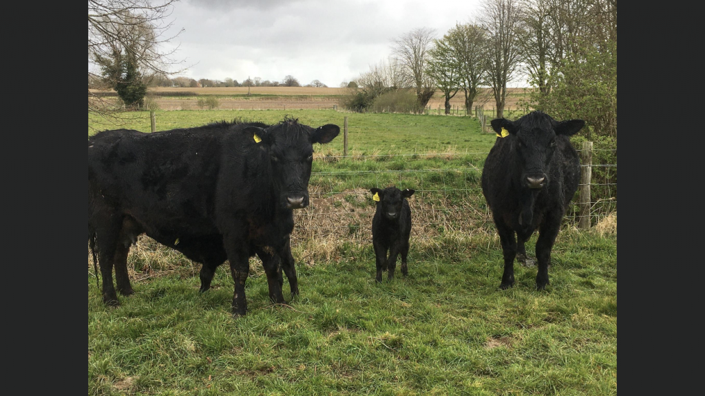 Three lovely Cows